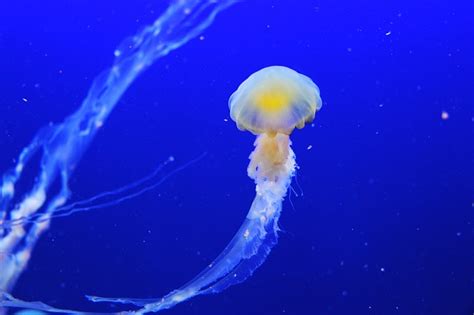 付き合っ て ない 水族館 女性 から